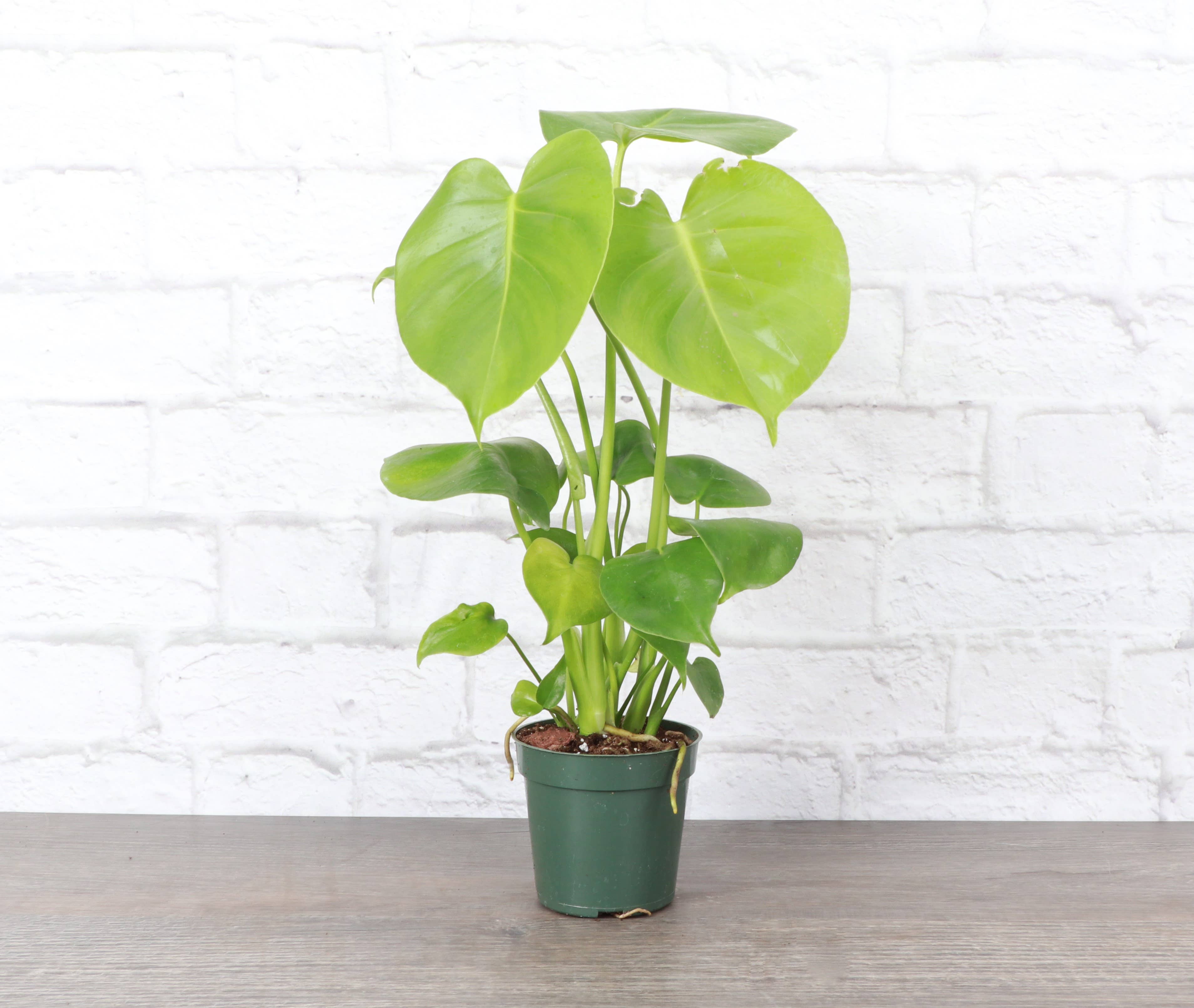 monstera live plant online Monstera Deliciosa