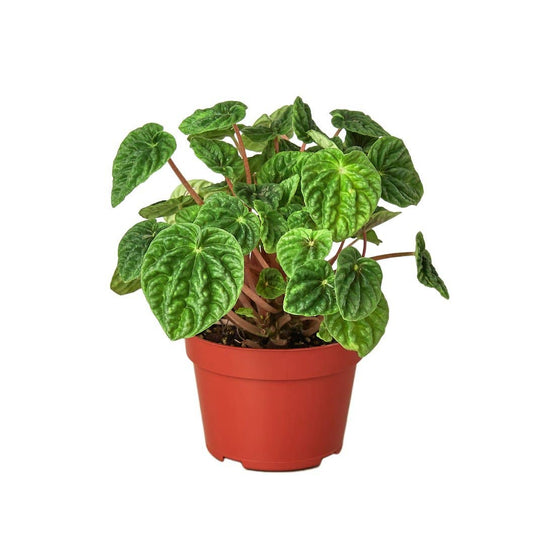 PEPEROMIA CAPERATA RIPPLE 4-inch
