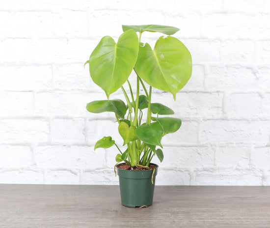 Monstera Deliciosa - Live Plant