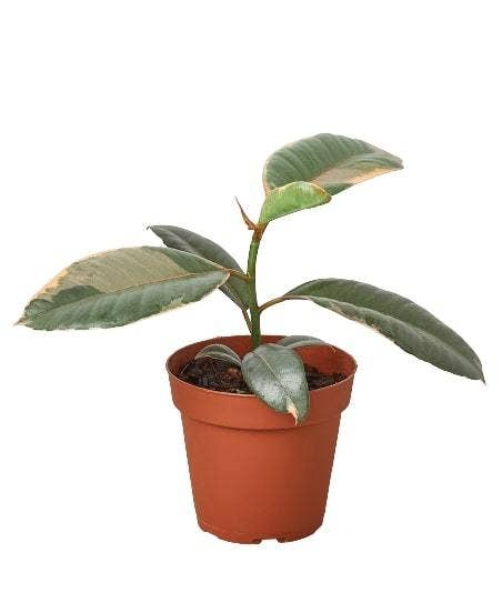 FICUS RUBY PINK 4-inch